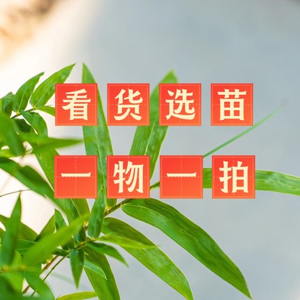 【看货选苗一物一拍】盆栽老桩四季好养阳台庭院花卉绿植