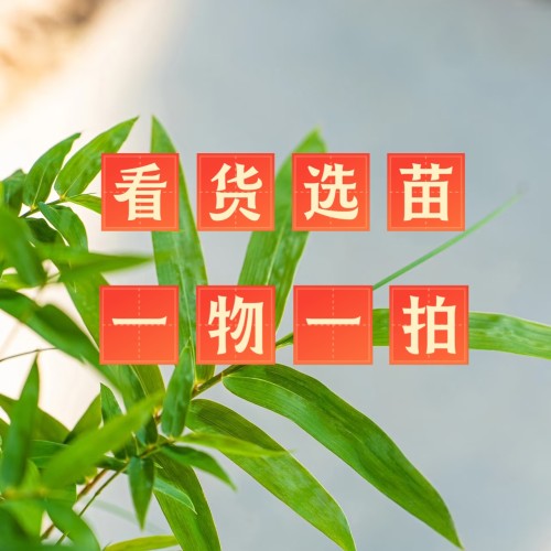 看货选苗一物一拍好养盆栽