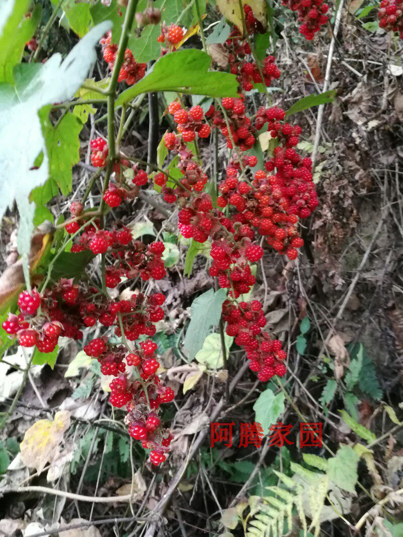 高粱泡寒莓悬钩子属观果绿植十月苗寒泡刺红树莓红莓子野果植物