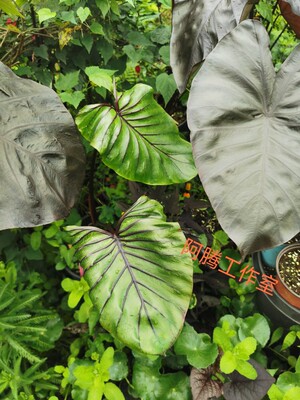 法老王面具海芋Colocasia pharaoh‘s mask天南星科芋属热带绿植