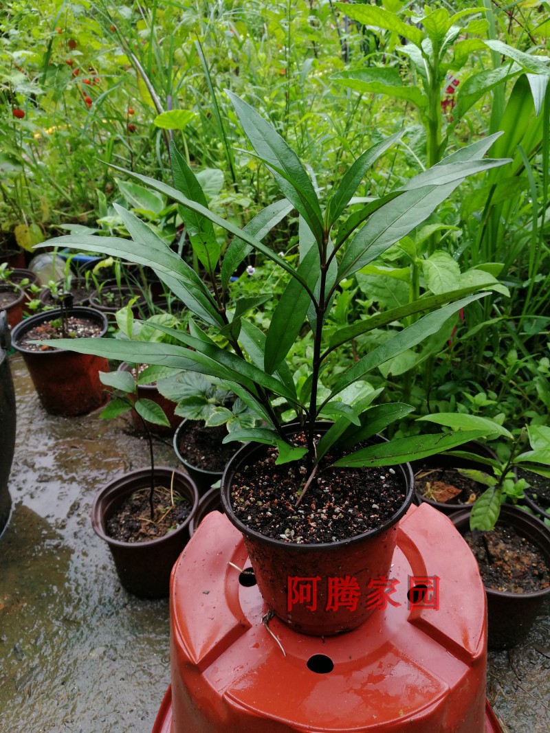 还魂驳骨丹盆栽中草药绿植接骨木