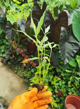 黄花大苞姜Caulokaempferia coenobialis (Hance) K. Larsen姜科