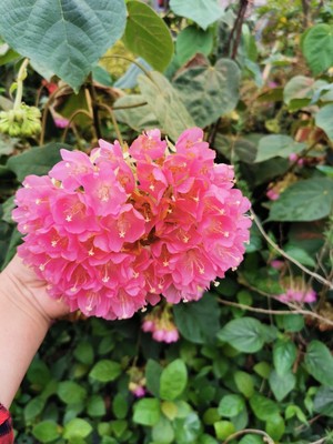 吊芙蓉热带绣球花梧桐科非洲芙蓉属乔木花卉百铃花粉红绣球花