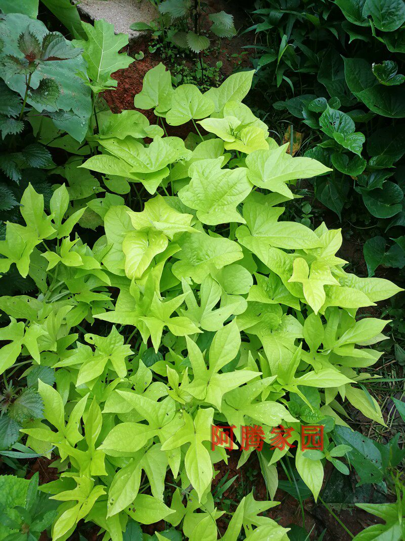 裂叶金叶番薯苗金叶地瓜彩叶甘薯观赏爬藤盆栽彩叶红薯吊兰绿植