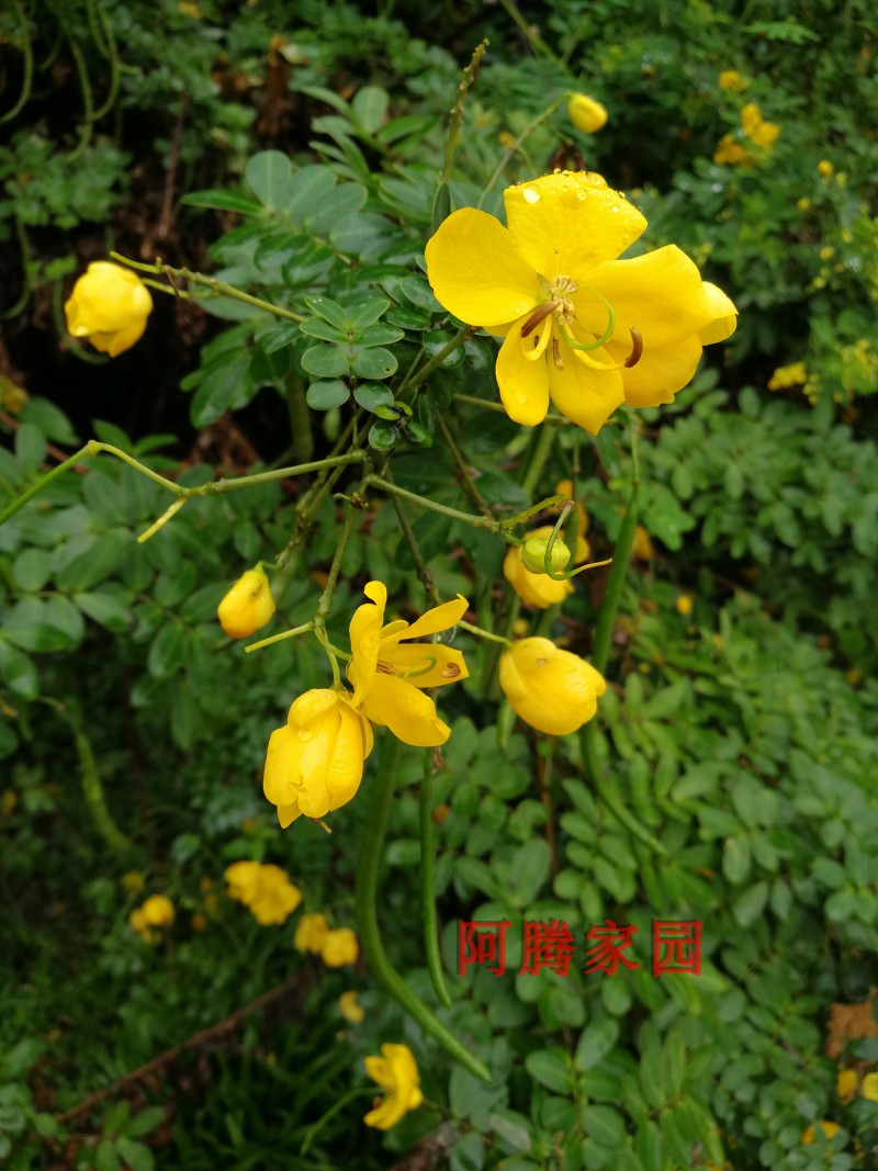 黄槐决明豆科观花植物观果绿植药用观赏