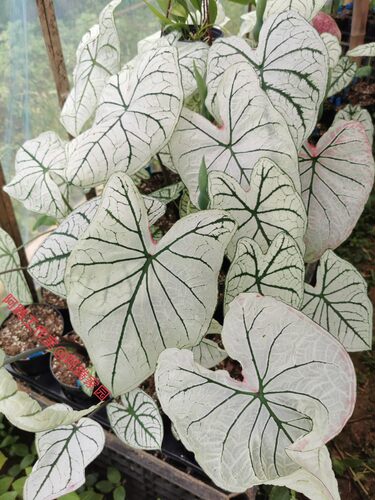 白色恋人彩叶芋天南星科五彩芋属多年生观叶绿植Caladium