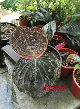 罗斯科孔雀姜kaempferia roscoeana姜科山柰属泰国热带雨林观叶