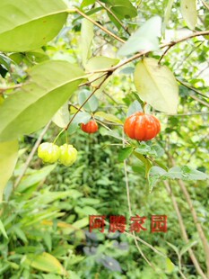 巴西红果仔吉祥红吉庆果红灯笼果观果盆景素材红果子盆栽番樱桃
