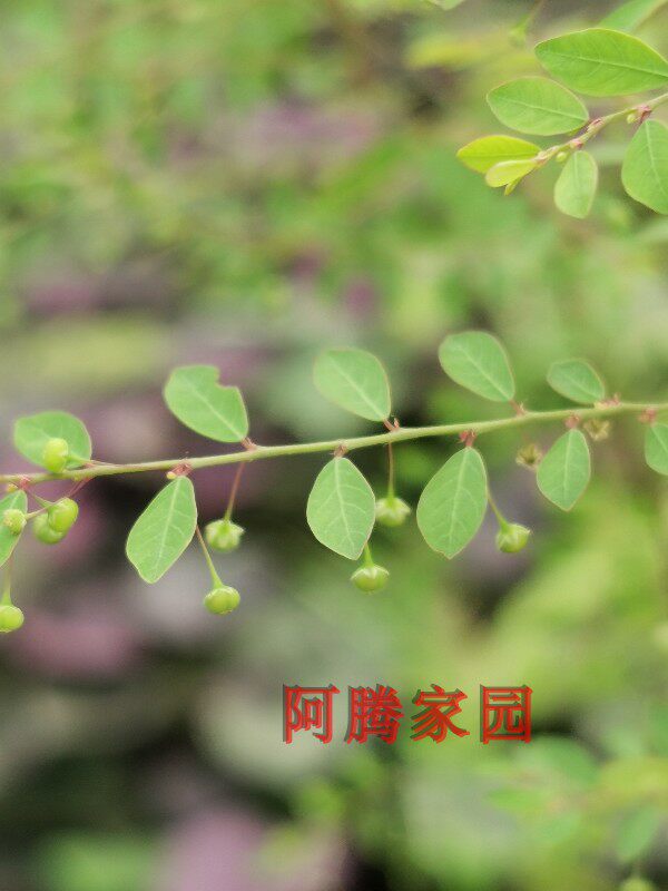 珠子草叶下珠属大戟科小灌木盆栽观植物观叶绿植四季开花结果