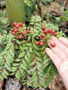 咖喱树印度九里香咖喱叶调料九里香Murraya koenigii (L.) Spreng