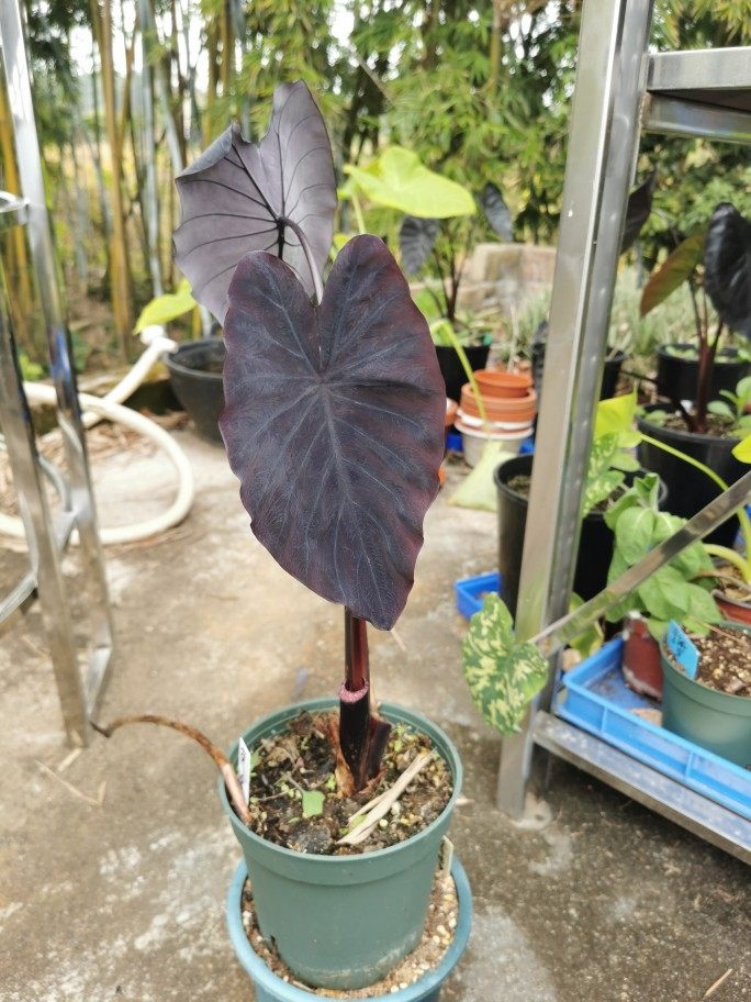 黑色奔跑者colocasia black runner匍匐茎黑叶芋天南星科芋属