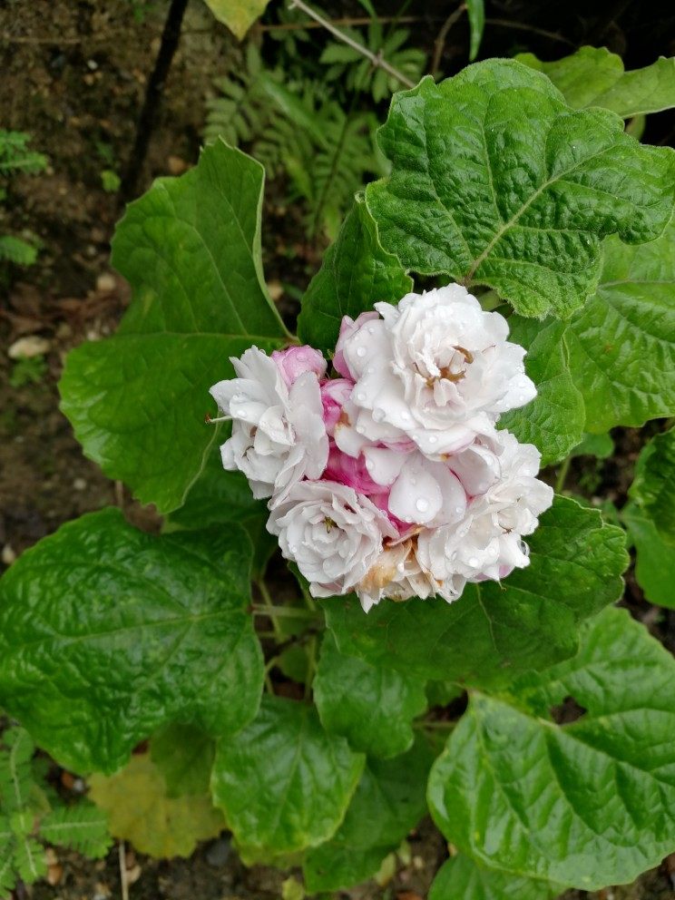 重瓣臭茉莉重瓣臭牡丹马鞭草科大青属灌木花卉盆栽地栽四季开花