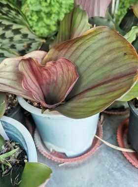 红艳镜姜Kaempferia姜科山柰属多年生观叶植物