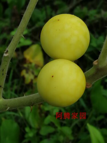 喀西茄黄果颠茄丁茄苦天茄刺茄子黄果茄观果绿植药用植物