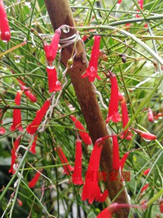 吉祥草炮竹花吉祥花红色鞭炮花爆仗竹苗炮仗花爆竹花庭院阳台花卉