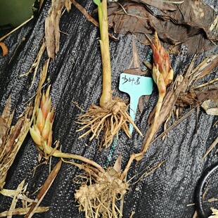 少叶姜Zingiber oligophyllum 姜科姜属多年生观花观叶草本植物