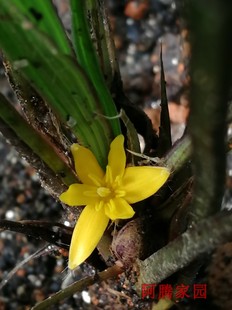 仙茅 独茅  蟠龙草 独脚仙茅 独角仙茅 毛仙茅