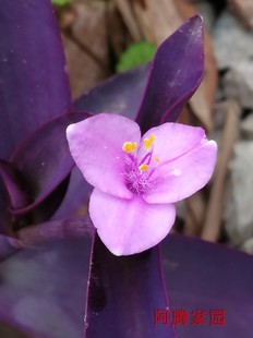 紫竹梅盆栽紫鸭跖草紫锦草紫罗兰紫叶吊兰