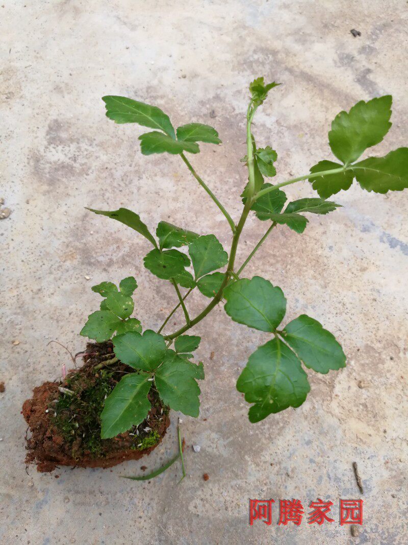 簕菜苦刺心三叶五加刺五加皮阳台野菜绿植