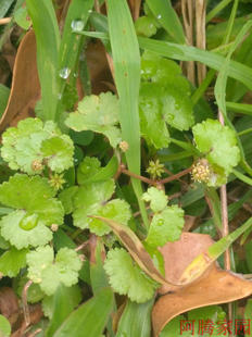 天胡荽 天湖葵 天湖荽 天胡葵 迷你植物 迷你盆景 水培土培