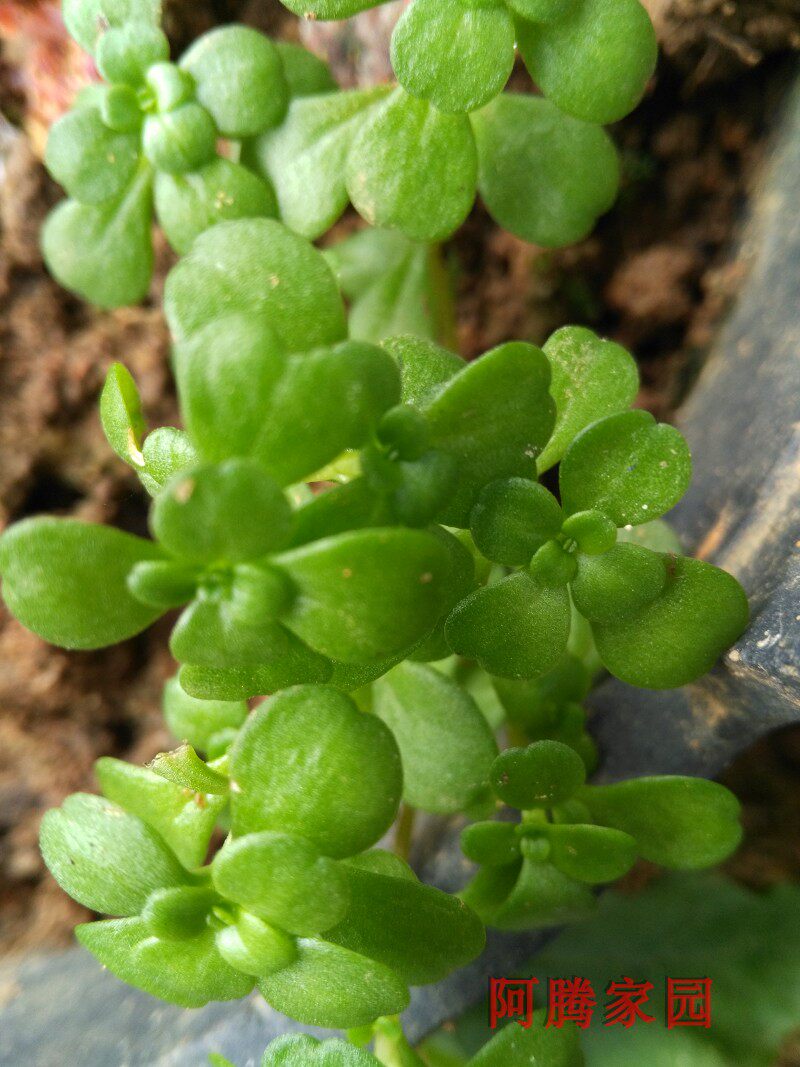 凹叶景天 多肉植物 佛子甲 石马苋石板菜垂盆草岩板菜马牙半支莲