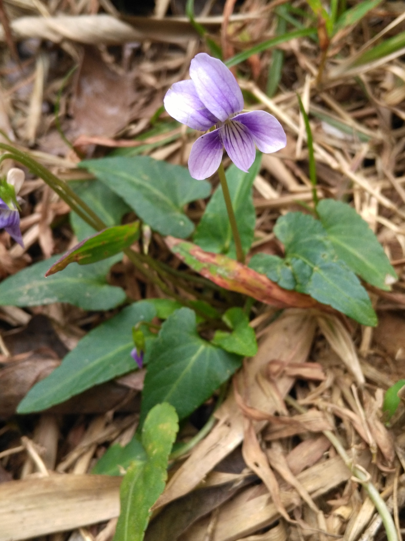 紫花地丁种苗盆栽堇菜