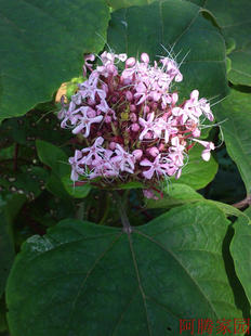 臭茉莉种苗臭牡丹 臭菊花 烟花树 臭屎忽 风毒草 新奇花卉 中药材