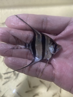 圣菲利佩 阿塔巴布埃及神仙鱼F1南美 燕鱼草缸群游活体观赏鱼