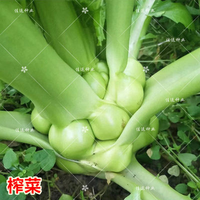 四川特大榨菜种子芥菜疙瘩青菜头