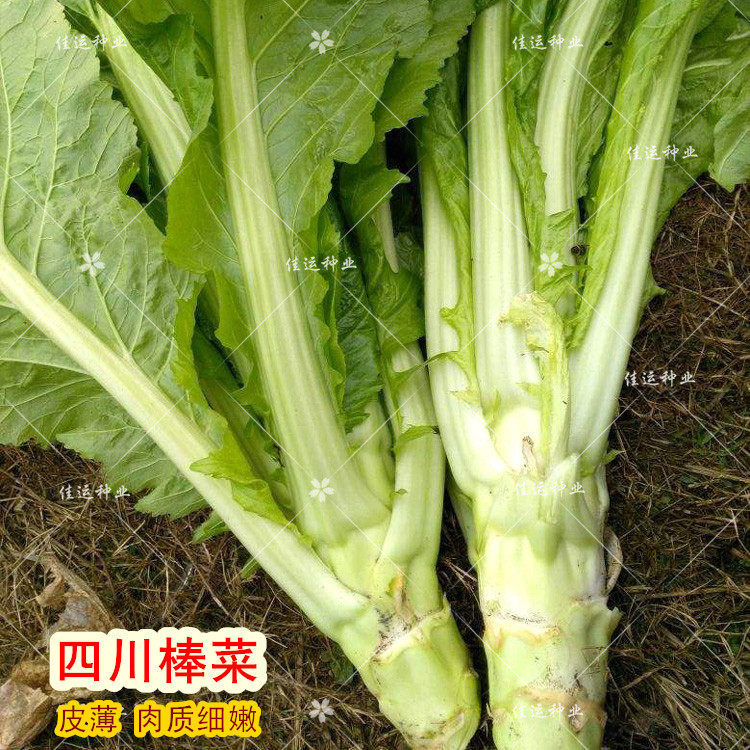 高产薄皮棒菜种子 特大棒菜王 芥菜蔬菜籽  菜脑壳 四川菜头 秋播