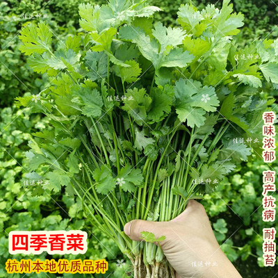 耐抽苔香菜种子大叶四季春夏秋播