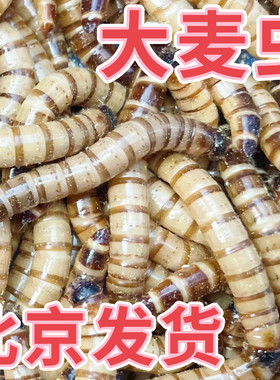 大麦虫活体面包虫金龙鱼银龙鱼料鸟食乌龟粮食爬宠物饲料活体虫子