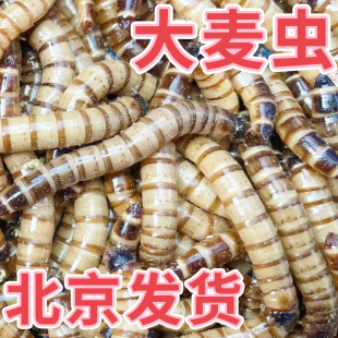 大麦虫活体面包虫金龙鱼银龙鱼料鸟食乌龟粮食爬宠物饲料活体虫子