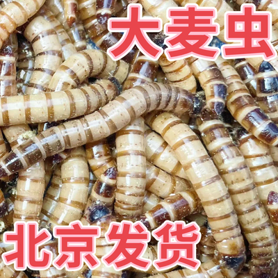 大麦虫活体面包虫金龙鱼银龙鱼料鸟食乌龟粮食爬宠物饲料活体虫子