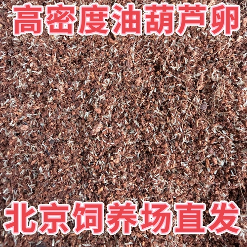 北京直发高密度油葫芦蟋蟀虫卵