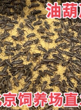 北京发货白蛐蛐活体油葫芦白蟋蟀树蛙睫角守宫肥尾蜥蜘蛛爬宠饲料