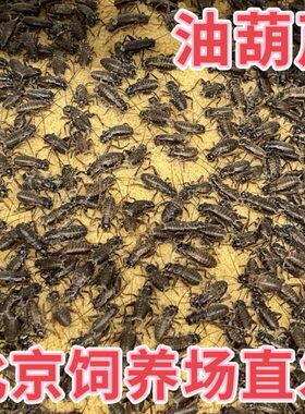 北京发货白蛐蛐活体油葫芦白蟋蟀树蛙睫角守宫肥尾蜥蜘蛛爬宠饲料