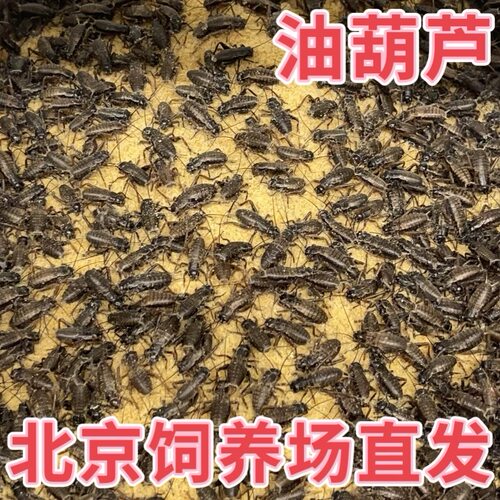 北京发货白蛐蛐活体油葫芦白蟋蟀树蛙睫角守宫肥尾蜥蜘蛛爬宠饲料