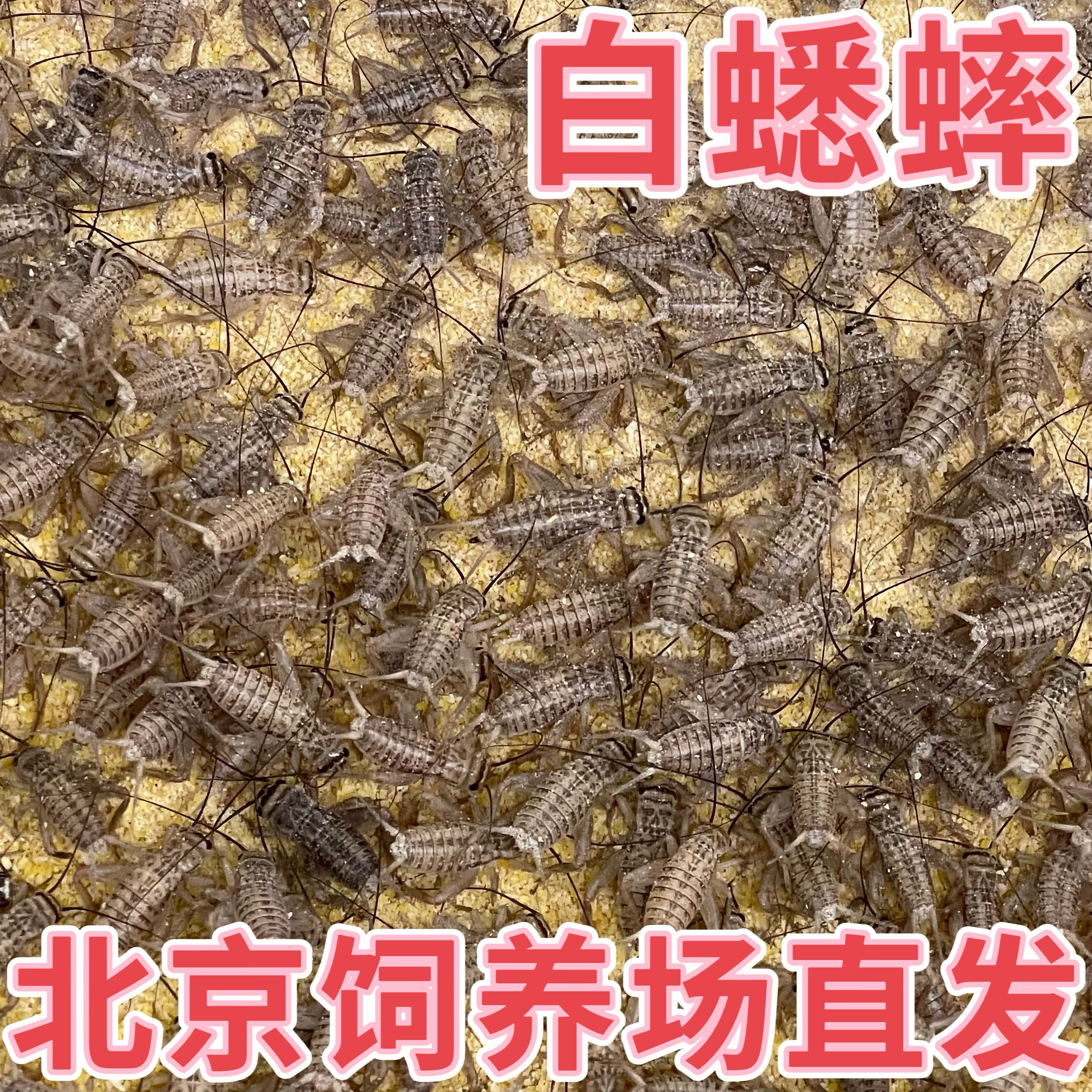 白蛐蛐京蟋宠物活体饲料