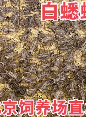 北京发货白蛐蛐油葫芦活体白蟋蟀蜘蛛睫角守宫蜥蜴树蛙爬宠饲料活