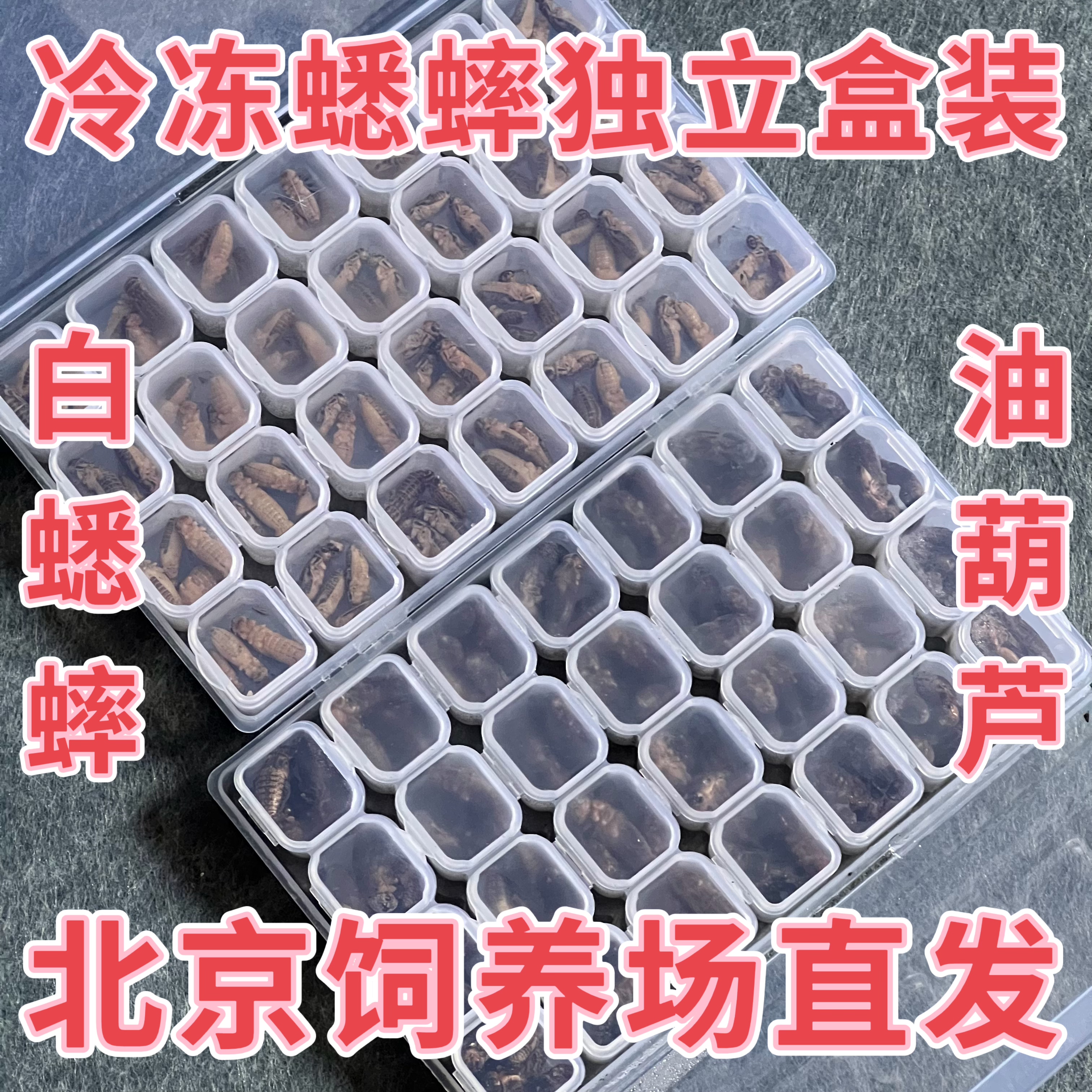 北京发货独立包装冷冻蟋蟀