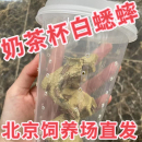 北京发货白蛐蛐活物油葫芦活体奶茶杯白蟋蟀睫角守宫树蛙爬宠饲料