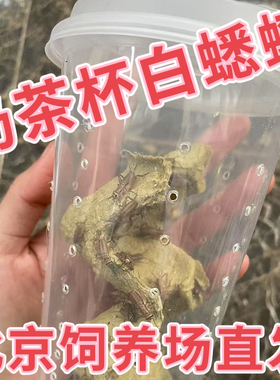 北京发货白蛐蛐活物油葫芦活体奶茶杯白蟋蟀睫角守宫树蛙爬宠饲料