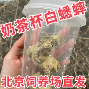 北京发货白蛐蛐活物油葫芦活体奶茶杯白蟋蟀睫角守宫树蛙爬宠饲料