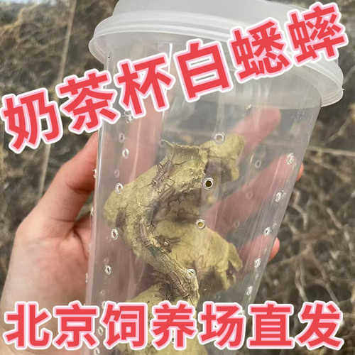 北京发货白蛐蛐活物油葫芦活体奶茶杯白蟋蟀睫角守宫树蛙爬宠饲料