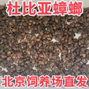 北京发货杜比亚蟑螂活体幼体饲料蜥蜴鬃狮守宫蛙龙鱼乌龟蜘蛛鸟类