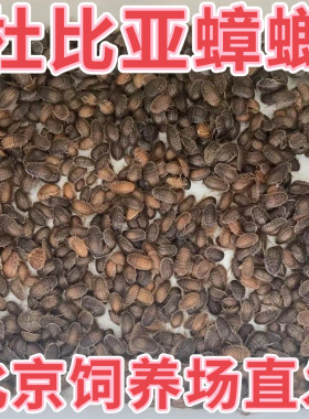 北京发货杜比亚蟑螂活体幼体饲料蜥蜴鬃狮守宫蛙龙鱼乌龟蜘蛛鸟类