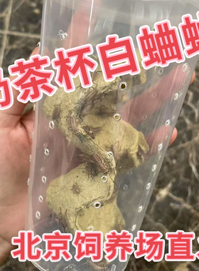 北京发货白蛐蛐活物油葫芦活体奶茶杯白蟋蟀睫角守宫树蛙爬宠饲料