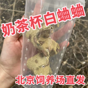 北京发货白蛐蛐活物油葫芦活体奶茶杯白蟋蟀睫角守宫树蛙爬宠饲料