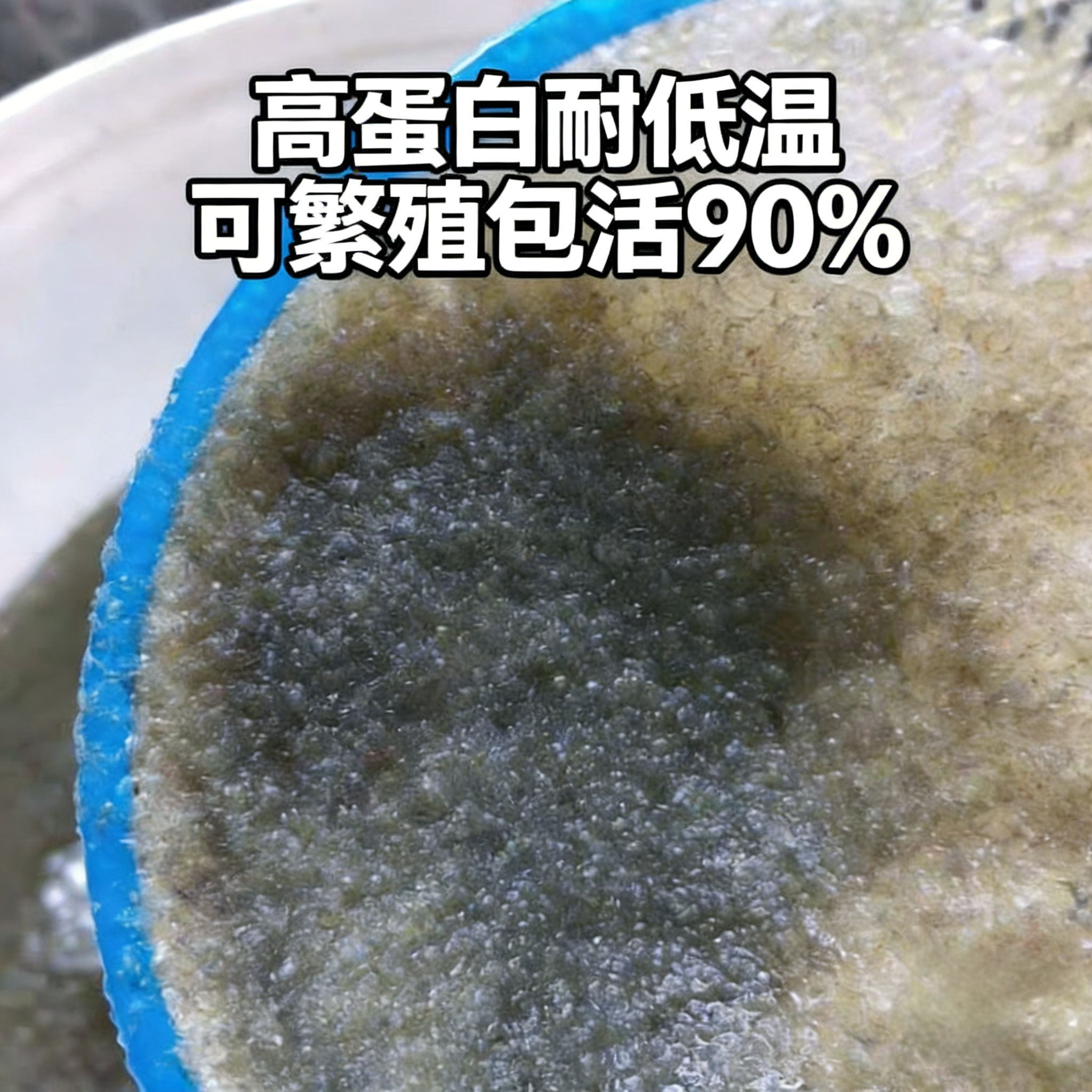 活体鱼饲料水蚤高蛋白可繁殖孔雀鱼幼鱼观赏鱼开口饵料鱼虫蹦蹦虫